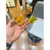 Prad 8007 gold yellow